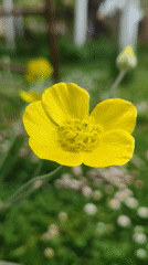 Spring wildflowers bloom near fence in outdoor location