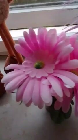 The video shows a close-up of two artificial pink daisy-like flowers. The flowers are positioned near a window with a light-colored ledge or sill. One flower is in focus in the foreground, with its petals fanned out and a green center. Another flower is partially visible behind it, also pink with a yellow center. The camera angle shifts slightly, moving closer to the flowers and then panning slightly to the right. The background is blurred but suggests an indoor setting with light filtering in from the window.