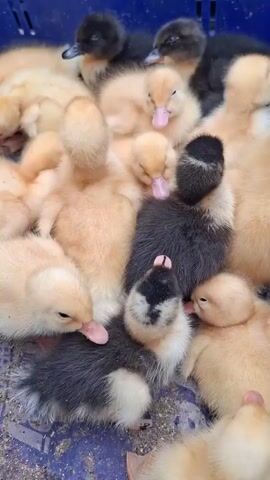 The video shows a close-up, overhead shot of a large group of ducklings huddled together in a blue plastic crate. The ducklings are a mix of light yellow and dark grey/black colors. Many of them have their beaks open, and some appear to be interacting with each other. The lighting is bright, suggesting an indoor or well-lit outdoor environment. The focus is on the ducklings, with the background slightly blurred. The camera appears to be held steady, and there is no visible audio.