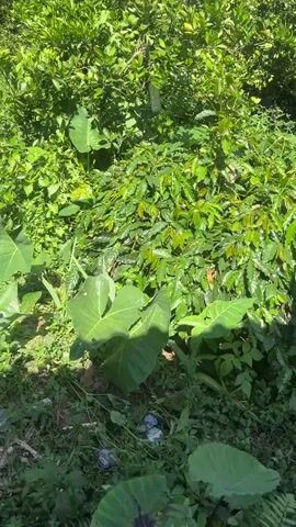 The video shows a close-up view of lush green foliage, likely plants. In the foreground, there are large, broad leaves with visible veins. Behind these, a dense wall of smaller, oval-shaped leaves creates a green backdrop. The lighting suggests a sunny outdoor environment, with sunlight casting shadows on the leaves. There are no people or discernible actions occurring in the scene. The overall impression is one of vibrant plant life in a natural setting.
