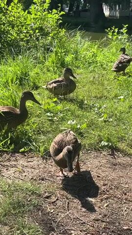 Four ducks are visible on the ground near a body of water, surrounded by lush green grass and trees. The ducks are brown and patterned. One duck is in the foreground, bending down to forage. Another duck is to its left, facing it. In the middle ground, two other ducks are standing and foraging. The sun is shining, casting shadows on the ground. The environment appears to be a park or a natural area with a pond.