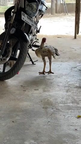 A young rooster, white with black speckled markings and reddish wattles and comb, stands on a gray concrete floor. The rooster is positioned to the right of a parked motorcycle, its front wheel, handlebars, and part of the engine visible on the left side of the frame. The rooster appears to be pecking at the ground near the motorcycle's kickstand. The environment seems to be an open-air shelter or garage, with a dirt or gravel area visible in the background. A wooden post supports the roof of the shelter. The lighting suggests daytime.