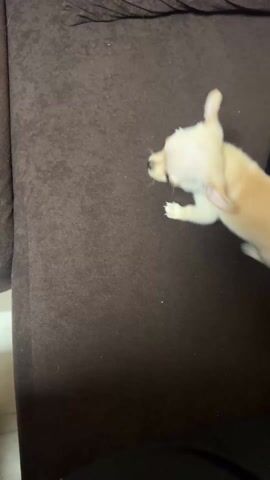 The video shows a small, short-haired, tan Chihuahua dog rolling and twisting on a brown couch. A hand with painted nails reaches into the frame. The dog is actively moving and squirming, appearing to be playing on the couch. The couch is a deep brown color with a textured fabric. There are pillows visible at the edge of the couch. The setting appears to be indoors.