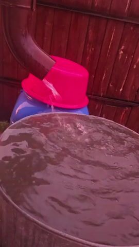 A rain gutter directs water into a pink bucket, which is placed on top of a blue container. The pink bucket is overflowing, and water is spilling into a large metal basin filled with water. The background consists of a wooden fence.