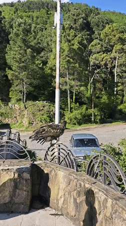 Eagle spotted, abandoned equipment documented in Gagra coastal survey