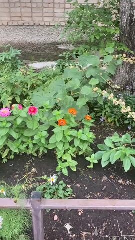 The video pans across a flower bed in front of a brick building. The flower bed contains a variety of flowers, including pink, orange, and white blossoms. There are also green plants and a tree. A metal fence runs along the front of the flower bed. The ground is dark soil. Some of the flowers appear to be Zinnias and Cosmos. The building has windows and a brick facade. The overall impression is of a well-maintained garden area next to a residential building.