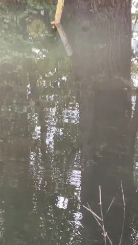 A log leans at an angle from the bank of a body of water, its submerged portion angled towards the right side of the frame. The water's surface reflects the surrounding trees and foliage, creating a muted, impressionistic image. The bank is covered in fallen leaves, indicating an autumn setting. The camera pans slightly to the right, revealing more of the forest, with trees of varying sizes and densities. The overall atmosphere is calm and natural, with the water providing a reflective element to the scene.