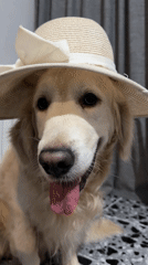 Golden retriever models different hats indoors in Tbilisi
