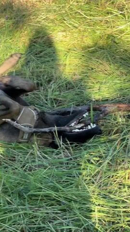 The video shows a dog lying on its back in tall green grass, playing with sticks. The dog is wearing a harness and has a black muzzle and dark fur. The grass is sunlit and there are some purple flowers visible in the background. The dog is rolling around and chewing on the sticks.