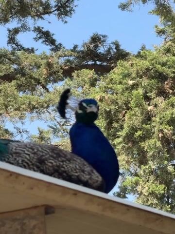 A peacock with vibrant blue plumage and a distinctive feather crest sits on the edge of a white roof, partially obscuring another peacock with patterned grey feathers. The background consists of green trees against a clear blue sky. The peacock in the foreground makes a "Ma-A" sound.