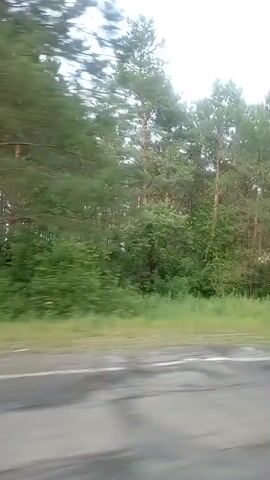 The video shows a view from a moving vehicle traveling on a paved road alongside a forest. The trees are predominantly coniferous, with some deciduous trees interspersed. The road has white lane markings. In the distance, another vehicle appears to be passing by. The sky is overcast.