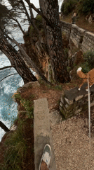 Morning dog walk observed along Montenegro's rocky coastline