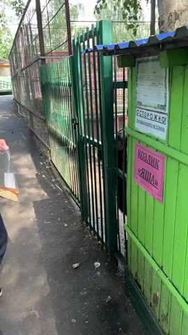 The video shows a person in a white t-shirt and jeans feeding a goat through a green metal fence. The goat is black with white markings on its face and appears to have something white on its fur. The goat is reaching out to take food from the person's hand. There is a green wooden structure next to the fence with signs on it. One sign is pink and has Russian text. Another sign is white with black text and appears to be a warning. The setting appears to be an outdoor enclosure, possibly a petting zoo or animal sanctuary, given the presence of a fence and signs. The ground is paved and there are some fallen leaves. The lighting suggests it is daytime, likely a sunny or partly cloudy day. The person's posture and the goat's actions suggest a friendly interaction. Visible text includes "ОСТОРОЖНО!" (CAUTION!) and "ПАЛЬЦЫ В КЛЕТКУ НЕ СОВАТЬ" (DO NOT PUT FINGERS IN THE CAGE) on the white sign, and "КОЗЛИК "ЯШКА"" (GOAT "YASHKA") on the pink sign. The location context is Medvedevo Urban Settlement, Russia.