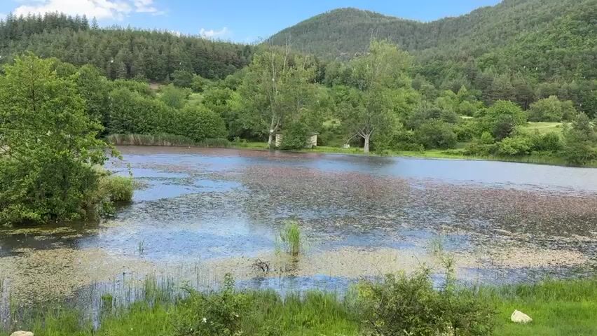 The video shows a small, still lake or pond, surrounded by lush greenery and trees, with a forest-covered mountain in the background. The water surface is partially covered with vegetation, and there are a few small structures visible on the far side of the lake. The sky is blue with some clouds. The camera remains still throughout the video, providing a fixed view of the tranquil scene. The video contains speech.