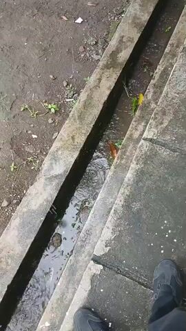 A close-up, overhead shot of a concrete drainage ditch. Water flows through the ditch, carrying some debris. On the right side of the ditch, a set of concrete stairs is visible. In the lower right corner of the frame, the foot of a person wearing a black shoe is visible. The scene appears to be outdoors, with dirt and some sparse vegetation visible on the left side of the ditch.
