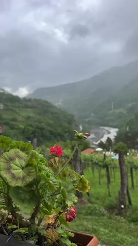 The video shows a landscape on a rainy day. In the foreground, there's a potted geranium plant with red flowers. The focus shifts to the background, which reveals a lush, green valley surrounded by hills and mountains shrouded in mist. A river winds through the valley. Wooden posts supporting a vineyard are visible, adding to the rural setting. The overcast sky suggests ongoing rainfall, blurring distant details. The camera is static, providing a fixed perspective on the scene.