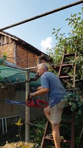 An adult male is standing on a metal ladder outdoors, holding a red and black chainsaw. He is wearing a blue t-shirt and tan shorts. The male is positioned on the ladder, facing away from the camera, with his right leg bent and his right foot on a rung of the ladder. The chainsaw is held in his hands, pointed towards a thick tree branch that extends from the left side of the frame. Behind the male and the tree branch is a brick building with a wooden roof structure and some green netting. To the right of the male is a leafy green tree with visible branches. The sky above is blue with some white clouds. The ground below the ladder is covered in foliage and debris. The chainsaw appears to be in operation.