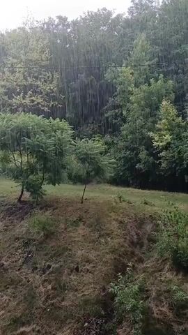 The video shows a view of trees and grass on a hillside during a rain shower. The rain is visible as streaks falling from the sky. The trees are green and leafy, and the grass is dry and brown. The sky is overcast.
