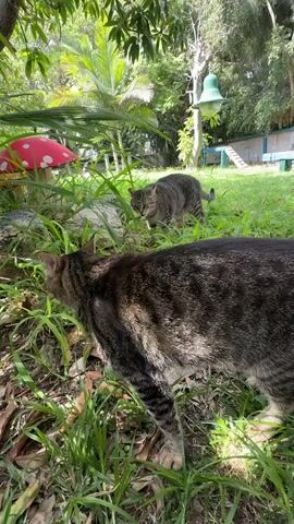 The video shows two tabby cats in a grassy outdoor area with trees and foliage. In the foreground, a tabby cat is facing away from the camera, with its head turned to the left. In the background, another tabby cat is facing the foreground cat, with its head lowered as if sniffing the ground. A red and white toadstool decoration is visible to the left of the foreground cat. A pale green bell-shaped object hangs from a tree in the background, and a wooden structure with a ramp is also visible. The lighting suggests it is daytime with sunlight filtering through the leaves.