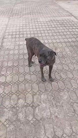 A brindle Cane Corso dog stands on a patterned concrete surface, looks at the camera, and sits. The dog has a dark coat with brown stripes and is looking up toward the camera. A pair of legs wearing tan sneakers and black and white striped socks are visible near the dog. The background is a patterned concrete area. The lighting is bright and looks like daytime.