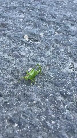 A green grasshopper is crawling on a gray, rough surface. The grasshopper is positioned in the center of the frame, facing left, with its legs and antennae visible. The surface appears to be asphalt or concrete, with small pebbles and variations in color. The lighting is natural and appears to be outdoors. There are no other objects or living beings present in the video. The grasshopper moves slowly, its legs propelling it across the textured surface.