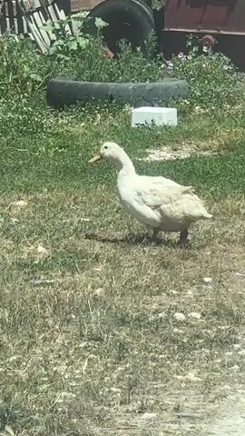 A white duck walks across a grassy area. In the background, there are piles of bricks, a discarded tire, and some overgrown plants. The sun appears to be shining.
