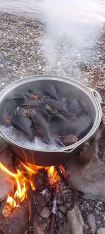 A large pot of mussels is being cooked over an open campfire on a pebble beach. The mussels are dark in color and many are still in their shells. Steam is rising from the pot, indicating they are cooking in boiling water or broth. The fire is bright and active, with flames licking at the logs and stones beneath the pot. The background shows a rocky, pebbly shoreline, suggesting a coastal or lakeside setting. The overall impression is one of outdoor cooking and a rustic meal preparation. There is no visible text in the media.