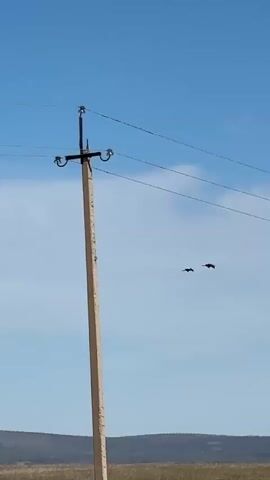 The video shows a landscape with a power pole standing in a field, a mountain range on the horizon, and a blue sky with scattered clouds. Two black and white birds are flying in formation across the sky. The ground is covered in brown grass. The power pole is made of wood or concrete and has electrical wires running through its top.