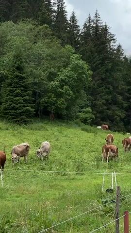 The video shows a herd of cows grazing in a grassy meadow. The meadow is surrounded by a dense forest of pine trees, and a snow-capped mountain peak is visible in the background. The sky is overcast with clouds. The cows are of various breeds and colors, including brown, white, and spotted. They are spread out across the meadow, some grazing, others standing or walking. A small wooden building or shed is visible in the background to the right of the frame. The scene suggests a peaceful, rural setting in a mountainous region.