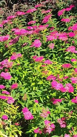 A field of pink flowers with green leaves sways gently in the breeze. The flowers are small and clustered together, forming a dense carpet of color. The leaves are a vibrant green and appear healthy and lush. The background is a blur of dark colors, suggesting other foliage or a shaded area. The overall impression is one of natural beauty and tranquility.