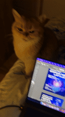Cat interrupts graphic design work at Montenegro bar