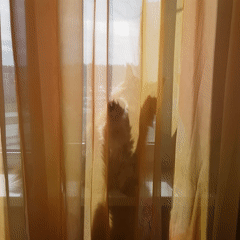 Morning domestic scenes feature cats and red-haired person indoors