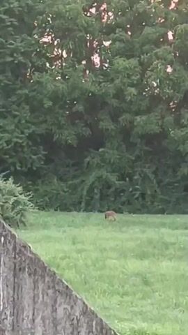 A single deer is foraging in a grassy field in front of a dense line of trees. A gray stone wall occupies the bottom left corner of the frame. The video is shaky and the lighting is dim, suggesting it was filmed at dusk or dawn.