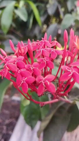 A close-up shot captures a cluster of bright pink Ixora flowers in full bloom. The flowers are star-shaped with delicate petals, grouped together on a red stem. The background is softly blurred, showing dark green leaves and hints of brown earth. The lighting is natural, suggesting an outdoor setting, possibly a garden or park. The video focuses solely on the flowers, with subtle camera movements that highlight their texture and vibrant color.