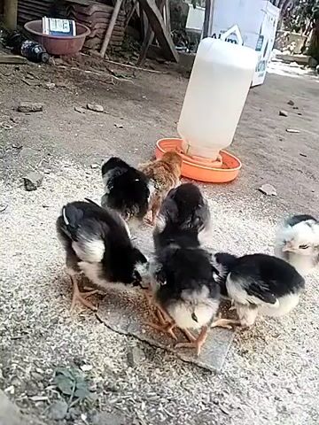 A flock of eight young chicks, mostly black and white with one brown chick, are gathered around a piece of gray stone on a dirt and wood-chip covered ground. Some chicks are pecking at feed scattered on the stone and ground. A white plastic chick waterer with an orange base is visible in the background. The environment appears to be outdoors, possibly a farmyard or backyard, with some wooden structures and a red bowl in the background. The lighting suggests daytime.