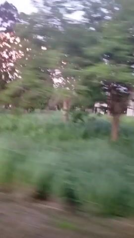 The video displays a moving shot of a grassy field with trees. The sky appears overcast with some pink hues suggesting either sunrise or sunset. A blurred dirt road or path is visible in the foreground. In the distance, there are some structures that appear to be buildings. The overall impression is of a rural or park-like setting.