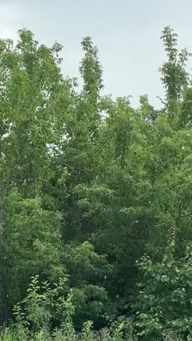 The video shows a dense canopy of green trees against a light gray sky. Tiny white specks, possibly insects or pollen, are visible drifting in the air amongst the foliage. The trees appear lush and full, suggesting a warm weather season. The lighting is soft and diffused, indicating an overcast day. There are no discernible people or man-made objects in the frame. The overall impression is of a natural, outdoor environment.