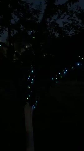 A short video displays a tree decorated with colorful lights in the dark. The lights are small and appear to be positioned on the branches of the tree. The camera is positioned below the tree, looking up at it. The background is dark, indicating that it is nighttime. The lights on the tree are twinkling and changing colors. The tree itself is silhouetted against the dark background. The video is brief, only a few seconds long.