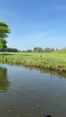 The video shows a calm, narrow river with a grassy bank on one side, under a clear blue sky. The camera moves slowly along the river. A large, leafy tree stands at the edge of the water, its reflection visible on the surface. In the distance, there's a green field with scattered trees and a small, deer-like animal can be seen near the far bank. There's chatter in the background of the audio.