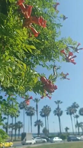 The video displays a close-up view of vibrant green foliage with clusters of red trumpet-shaped flowers. The leaves and flowers are in sharp focus in the foreground, catching the bright sunlight. In the background, a clear blue sky is visible. Below the foliage, a line of palm trees stretches across the scene, silhouetted against the sky. A road runs horizontally in the mid-ground, with several cars and a white van driving along it. A yellow car is also visible on the left side of the road. The overall impression is of a sunny day in a coastal or tropical setting, with lush vegetation and a sense of gentle movement from the passing vehicles. The time of day appears to be daytime, given the strong sunlight and clear sky. The location cues, such as the palm trees and the type of vehicles, suggest a warm climate, potentially in a city with a developed road infrastructure. The mood is peaceful and serene, with nature taking center stage, complemented by the distant hum of traffic. There is no visible text in the video.