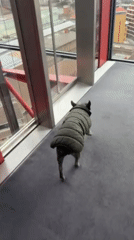 London high-rise morning routine captured with dog, gym, cityscape