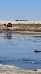 Fishing, camels, and swans on a Kazakhstan shoreline