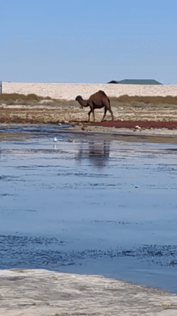 Fishing, camels, and swans on a Kazakhstan shoreline