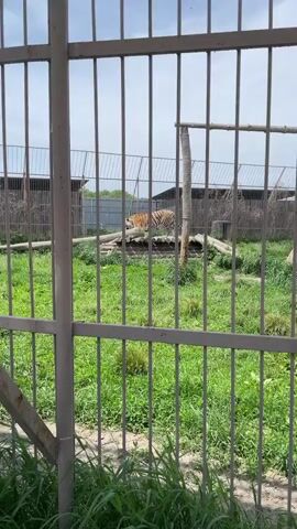 The video, filmed in Timofeevka, Russia, captures a tiger walking inside a spacious outdoor enclosure. The footage is shot through a gray metal fence, with its vertical bars prominently in the foreground, partially obscuring the view. Beyond the fence, the enclosure features a large expanse of green grass with several logs or fallen tree trunks scattered on the ground.

An adult tiger with distinctive orange and black stripes walks calmly across the grassy area from the right side of the frame towards the left. In the background, additional fencing and simple shelter structures or buildings are visible. The sky above is bright and clear, indicating daytime. A hand briefly enters the lower right corner of the frame, suggesting the video is handheld. There is no visible text in the video.