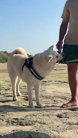 The video shows a fluffy white Akita dog standing on a sandy beach, holding a stick in its mouth. The dog is wearing a dark harness with reflective stripes, and text is visible on the harness, but it is not legible. A person's legs and lower torso are visible to the right of the dog, wearing green shorts and a light-colored t-shirt. The person is holding the other end of the stick, appearing to be playing with the dog.

The scene is set on a beach with sand, rocks, and some patches of green algae. In the background, there are hints of vegetation and a clear sky, suggesting a daytime setting. The sunlight appears bright, indicating a sunny day. The overall mood seems playful and relaxed, with the dog appearing engaged and happy. The location is identified as Wissant, France.