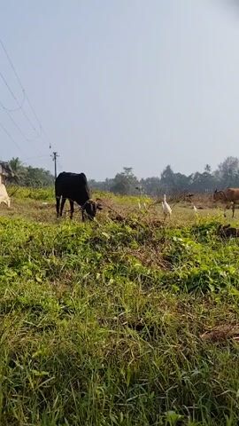 The video shows a field with several cows and white birds. A black cow is grazing in the foreground, while three white birds are standing nearby. Another cow, brown in color, is visible in the background. The field is covered in green grass and some dried vegetation. A power line is visible on the left side of the frame. The sky is clear and blue.