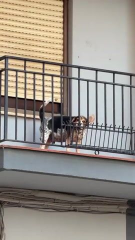 A medium-shot, eye-level, vertical video shows a dog on a balcony. The dog, which appears to be a mixed breed with white, black, and brown markings, stands on the balcony's railing. The dog is looking to the right and appears to be barking. The balcony has black metal railings and a gray concrete floor. Behind the dog, a window with a beige blind is visible. The setting appears to be an urban area, possibly residential, given the balcony and the building visible in the background. The weather appears to be sunny. There is no visible text in the video.