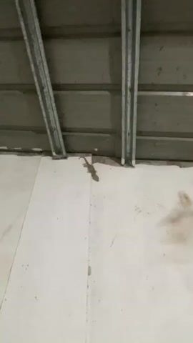 A tokek gecko is crawling on a white wall. The gecko is gray with brown spots and has a striped tail. The wall appears to be part of an indoor structure, possibly a shed or garage, with metal beams visible overhead and a light-colored floor below. The gecko moves slowly along the wall, its body oriented vertically. The video is shot from a slightly downward angle, focusing on the gecko.