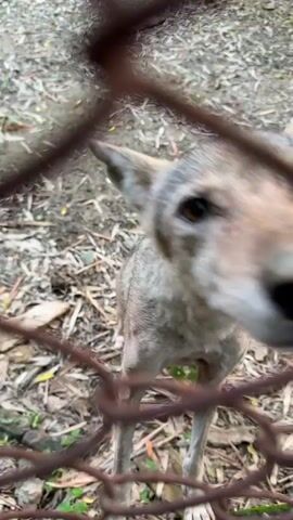 The video shows a close-up, low-angle view of a tan and white dog's face as it approaches a chain-link fence. The dog's nose is prominently featured, and its eyes are visible. In one segment, the dog's tongue licks at something near the fence. The background appears to be an outdoor enclosure with dirt, leaves, and some vegetation. The fence is rusty and in the foreground.