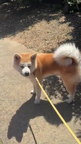 This media file features an Akita dog on a walk in Sant Feliu de Guíxols, Spain. The dog, a large breed with reddish-brown and white fur, is the central subject. It is leashed with a yellow leash attached to a black collar.

The scene appears to be outdoors, with a paved walkway in the foreground and dappled sunlight indicating a daytime setting. The background shows vegetation, including some white flowers, and shadows from trees suggest it is either morning or afternoon. The weather appears to be pleasant and sunny.

The Akita is captured in a series of close-ups and medium shots, showcasing its facial expressions. At times, its eyes are closed with its mouth slightly open, possibly indicating exertion or a reaction to the sun. At other moments, its eyes are open and it appears to be looking around. The dog's posture is relaxed yet alert.

There is no visible text within the media file. The overall mood is peaceful, capturing a common moment of a dog enjoying an outdoor stroll. The location cues, such as the style of pavement and the vegetation, are consistent with a Mediterranean environment like the one found in Sant Feliu de Guíxols.